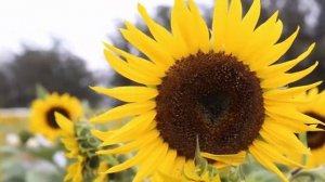 Лечебная Музыка 444гц Которая Запускает Механизм Исцеления Внутри Вас Музыка Сергей Грищук