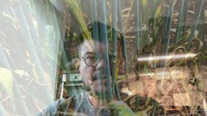 ПОЧЕМУ ЖЕЛТЕЕТ ПШЕНИЦА?