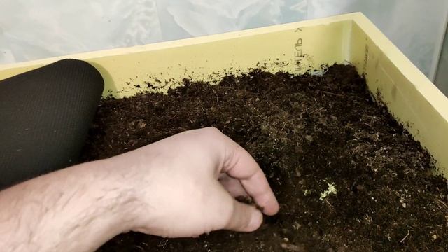 ЗАВЕЛ ЧЕРВЕЙ ДЕНДРОБЕНА ДЛЯ РЫБАЛКИ