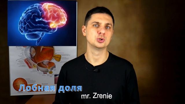 Как мы видим | мозг и зрение