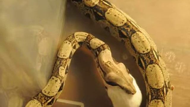Императорский удав(Boa Constrictor Imperator) часть №2