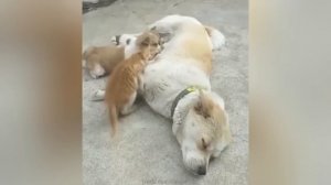 Забавные животные№83