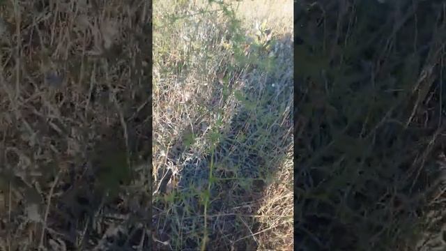 ягоды спаржи смотреть онлайн