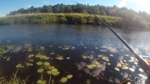 ДЕНЬ ШНУРКА В НАЧАЛЕ АВГУСТА - Рыбалка в Тверской области на спиннинг/ Мега улов/