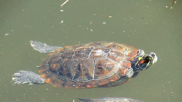 Turtle Черепаха в пруду (красноухая черепаха) смотреть онлайн