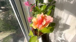 Гибискус Махровый  жёлтый уход и его цветение ?