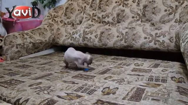 Наш котик сфинкс Мишель.Знакомство смотреть онлайн