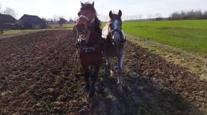 Культивация огорода парой лошадей