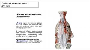 Мышцы, фасции и топография спины.