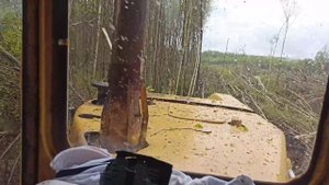 12 часов работы - расчистка полей от 20 летнего леса