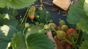 Земляника Цунаки. Вкусная, крупная!