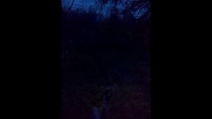 пение ночных птиц