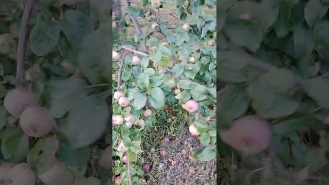 Shorts#Яблоки Анис.Большой урожай. смотреть онлайн