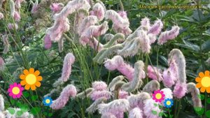 Кровохлебка гибридная Пинк Брашес. Краткий обзор, описание sanguisorba hybrid Pink Brushes