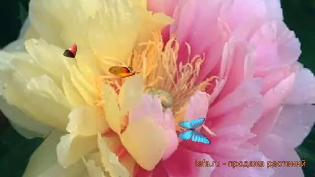 Пион ито Лемон Дрим (paeonia itoh lemon dream) ? обзор: как сажать, саженцы пиона Лемон Дрим