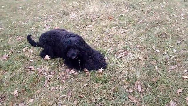 Гарри Поттер из Весенней Сказки - 25.11.2017 смотреть онлайн