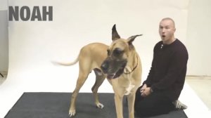 Человек дразнит собак