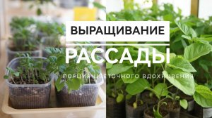 ВЫРАЩИВАНИЕ РАССАДЫ. Порция цветочного вдохновения.