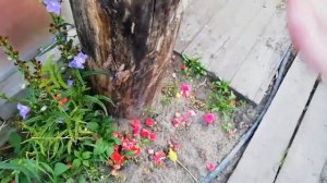 Бальзамин уоллера