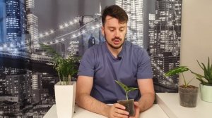 Монстера Адансона вариегатная спустя  около 2 месяца. Алоказия Мишольца