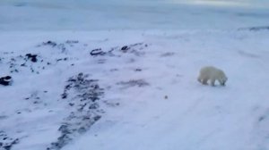 Кормление белого медведя. Обоняние белого медведя. Feeding the polar bear