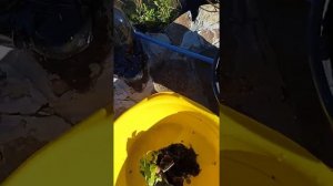 посадка водяного гиацинта на зиму