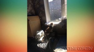 Перетяжка Дивана. КАК Перетянуть(Оббить) Старый Облезлый Угловой Диван Велюром Своими Руками.