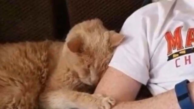 Кота отдали в приют в 21 год, потому что хозяевам не нужен старый кот! смотреть онлайн