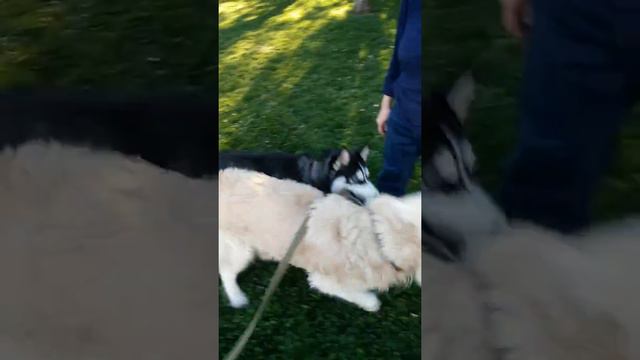 Хаски против ретривера !!! смотреть онлайн