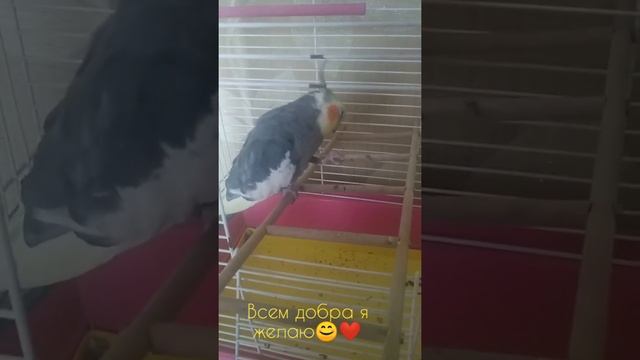 Попугай корелла кушает❤️