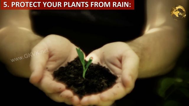 RAINY SEASON GARDENING IDEAS & TIPS – 10 Hacks to Save Plants