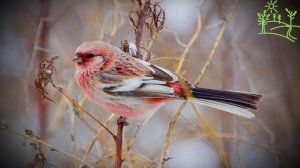 Голоса птиц Как поёт Урагус или длиннохвостый снегирь (Uragus sibiricus).mp4