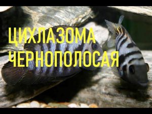 ЦИХЛАЗОМА ЧЕРНОПОЛОСАЯ | ПОПОЛНЕНИЕ В НАШЕМ АКВАРИУМЕ | Amatitlania nigrofasciata