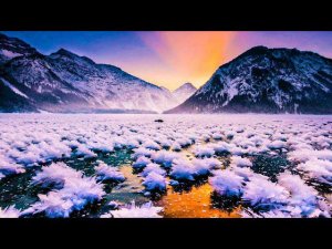 Ледяные цветы - Аномалия Крайнего Севера и Загадка для учёных