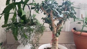 Обрезка и формировка красул