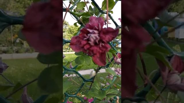 Климатис Пурпурия плена элеганс. смотреть онлайн