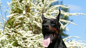 All About Doberman