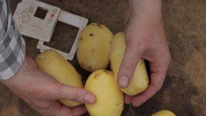 Опыт выращивания сорта картофеля Коломба в Ставропольском крае