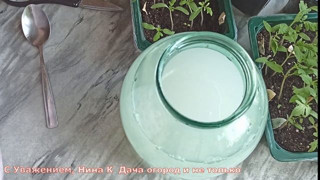 РАССАДА ХИЛАЯ И СЛАБАЯ БЫСТРО ПОШЛА В РОСТ! ВСЕГДА КОРМЛЮ ЭТИМ РАССАДУ ТОМАТОВ ДО ПИКИРОВКИ! смотреть онлайн