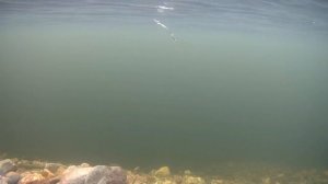 Игра блесны Williams Wabler 14гр. Подводная съемка!