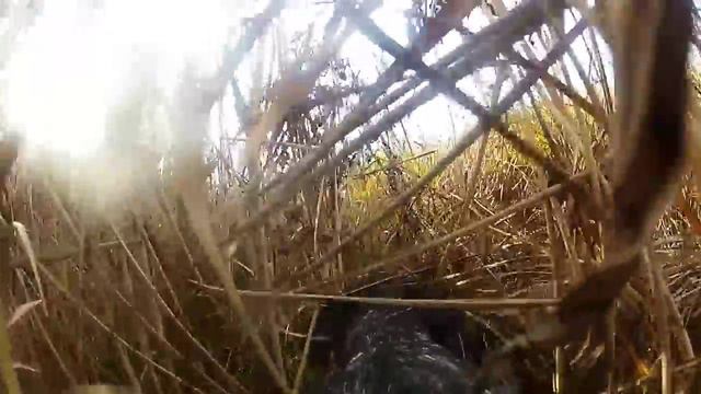 Один день охоты с курцхааром на куропатку. смотреть онлайн