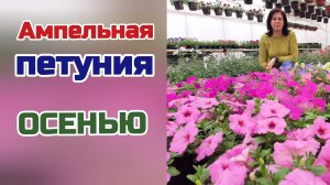 Петуния осенью. Корневая система ампельной петунии.