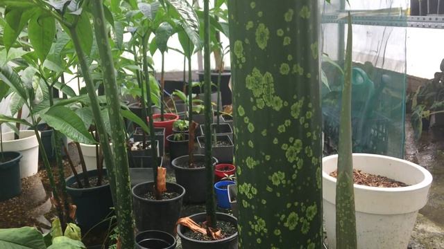 Amorphophallus Titanum Part 4 смотреть онлайн