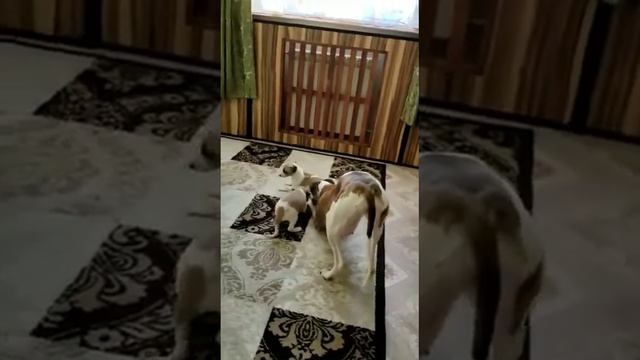 щенки Уиппета смотреть онлайн