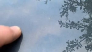 Как убрать птичий помёт с ЛКП