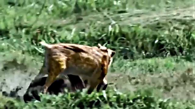 5 НЕВЕРОЯТНЫХ ВЫМЕРШИХ ЧУДОВИЩ