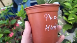 Выставка комнатных растений. Краснодар. ТРЦ Галактика. 1-2 апреля 2023 г.