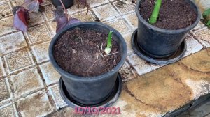 How to grow Calla Lily from rhizomes with updates//Exotic long lasting flowers// Easy to grow