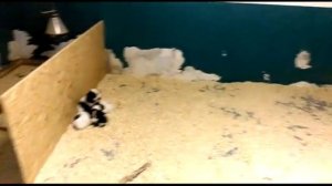 Едем покупать щенка английского кокер спаниеля.Арчи 2 месяца. English Cocker Spaniel.