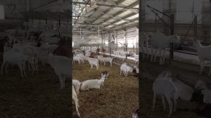 Дойные овцы и козы в КФХ Муляк. Подмосковье #фермер #сельскоехозяйство #фермерru #shots #козы #овцы